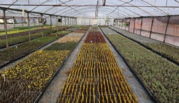 Muradiye Fidanlığı geleceğe nefes olmaya devam ediyor