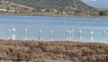 Tuzla Sulak Alanı’nda Flamingo Şöleni: Binlercesi bir arada görüntülendi