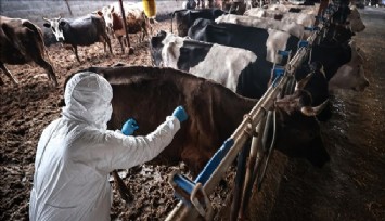 Urla ve Seferihisar’da karantina: Hayvanlarda şap tespit edildi
