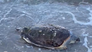 Bodrum'da üzen görüntüler: Caretta caretta cansız halde kıyıya vurdu