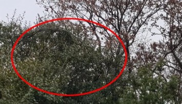 Çanakkale’de dev yılan görüldü: Yaklaşık 8 metre