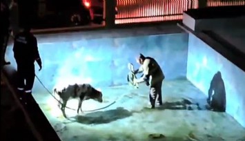 Dikili'de havuza düşen buzağı itfaiye ekiplerine zor anlar yaşattı