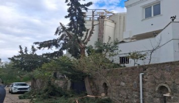 Muğla'da ağaç budarken düşerek hayatını kaybetti: Olayla ilgili 1 kişi tutuklandı