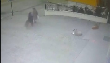 Sahipsiz köpek yaşlı kadına saldırdı