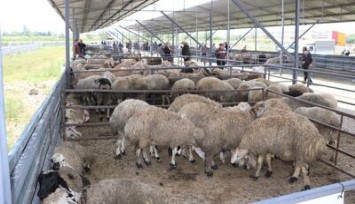 Afyonkarahisar'da havyan pazarları tedbir amaçlı kapatıldı