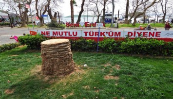 Erdek'te ağaç katliamı: Palmiyeleri kurtarmak yerine kökünden kestiler