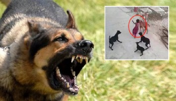 Afyonkarahisar'da köpeği 9 yaşındaki yeğenine saldıran amcaya 86 bin 358 TL para cezası kesildi