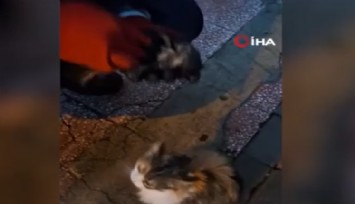 Anne kedi ölmek üzere olan yavrusunu itfaiye ekiplerine getirdi: İtfaiye ekiplerinin can verme mücadelesi kameraya yansıdı