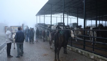Aydın'da doğal ve sağlıklı yaşam kıymetlendi, aileler inek edinmeye başladı