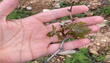 Çiftçilerin cabası yetmedi, don tarım arazilerine büyük zarar verdi