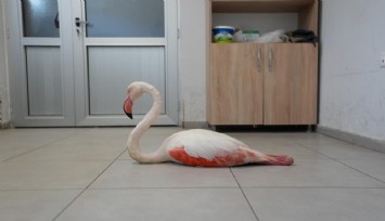 Denizli'de yaralı bulunan flamingo tedavi edilerek doğal yaşama geri bırakıldı