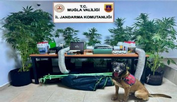 Evinde uyuşturucu yetiştiren öğretmenin evine baskın: 9 kök keneviri ele geçirildi