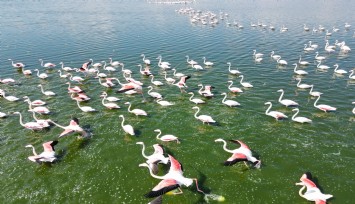 Flamingolar doğanın bahara uyanışını müjdeledi