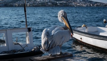 Foçalıların neşesi Pelikan Tosun, bu yaz da yine aynı adreste