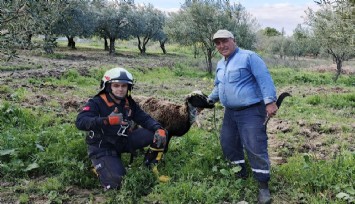 Manisa'da kuyuya düşen koyuna kurtarma operasyonu