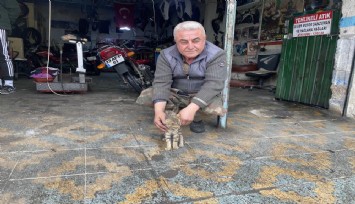 Ne varsa esnafta var: Esnafın duyarlılığı kediyi hayata bağladı
