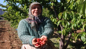 Parası olan için kiraz çıktı: Kilosu 3500 lira