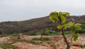 Yamanlar yangınında zarar gören ağaçlar yaşama tutundu