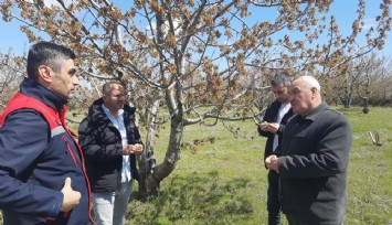 Zirai don sofraları vurdu: Kiraz, vişne ve elma başta olmak üzere tüm ürünler zarar gördü