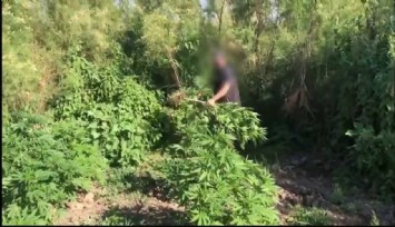 Dicle Nehri kenarında ekilen 100 milyon TL değerinde kenevir imha edildi