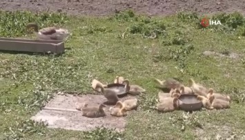 Kars’ta kaz bilikleri altın değerinde: Meraya değil, servete yürüyorlar