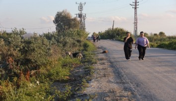 Kuduz karantinasının olduğu 4 mahallede sokak köpekleri vatandaşları tedirgin ediyor