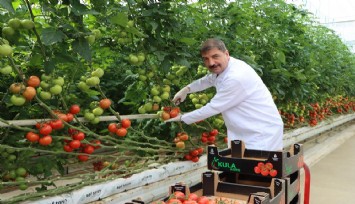 Kula'nın jeotermal serasından Avrupa'ya 500 ton domates ihracatı