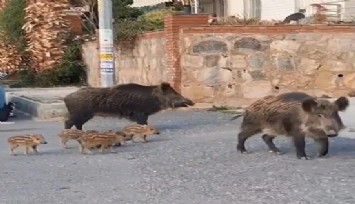 Kuşadası Kaymakamlığı’ndan yaban domuzu uyarısı: 'Evcil hayvan gibi beslenmesi yasaklandı'
