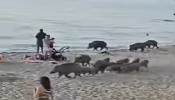Kuşadası Plajı'nda domuz alarmı: Domuz sürüsü güneşlenen insanların arasına karıştı
