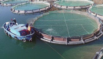 Muğla'nın su ürünleri ihracatı 1 milyar dolara yaklaştı