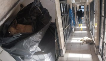 Osmangazi'de hayvan katliamı: Çöp poşetlerinin içinde ölü köpekler bulundu