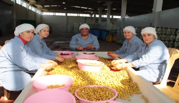 Sofralık zeytin ihracatı 250 milyon dolara koşuyor
