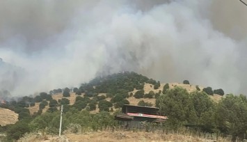 Aydın'da orman yangını
