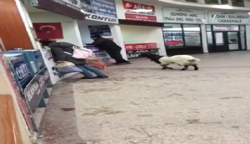 Kurban Bayramı’nda otogara giren inatçı keçi çekmeceden paraları alıp gitti
