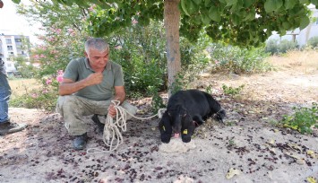 Kurban Bayramı'nın birinci günü ortadan kaybolan keçi tehlike geçince 10 gün sonra bulundu