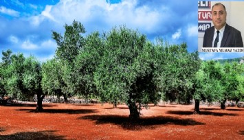 Zeytin yenir, maden yenmez: İzmir’de 20 milyon, Ege’de 102 milyon ağacı yok edecek yasa