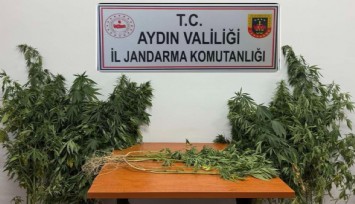Aydın'da büyük operasyon:   71 kök kenevir ve uyuşturucu madde ele geçirildi