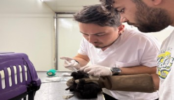 Büyükşehir yangın bölgelerindeki tüm canlıların yardımına koştu