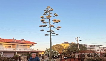 Dikili’de 30 yıllık agave çiçek açtı