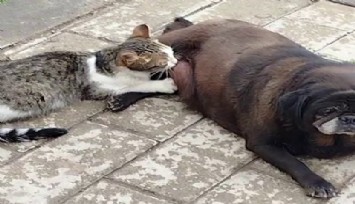 Görenler inanamadı, köpek kediyi emzirdi