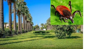 İzmir’de Kültürpark Fuar Alanı ve İnciraltı Kent Ormanı’nda kene tehlikesi