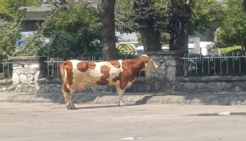 Manisa'da mezbahadan kaçan inek ortalığı birbirine kattı