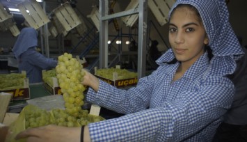 Superior Seedless çeşidi sofralık üzümün ihracat yolculuğu 16 Temmuz’da başladı