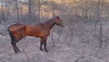 Yangında yuvasını kaybeden yılkı atının acısı yürek burktu
