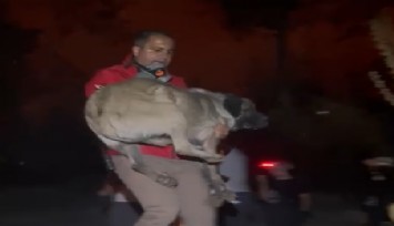 Yangınla mücadelede can dostlarını unutmadı: O görüntüler yürek ısıttı