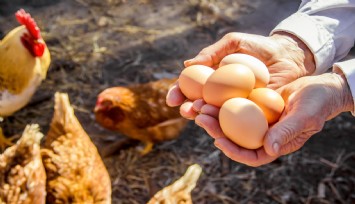 Yumurta İhracatında %60 Düşüşe Neden Olan Kesinti Kaldırıldı