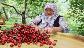 Zirai don kirazı vurdu, geçen yıla göre 61 bin ton ihracat kaybı yaşandı