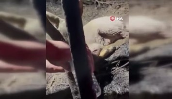 Çanakkale'de yangından kurtarılan yavru ceylana yardım eli: Ekipler su içirdi