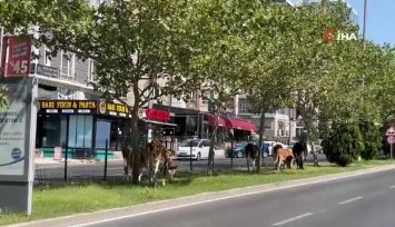 Çiftlikten firar eden inek sürüsü şehir merkezine indi