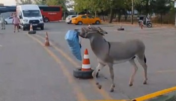 Edirne Otogarı’nda başıboş eşek şoförlerin maskotu oldu: Otobüs şoförünün yastığını çaldı